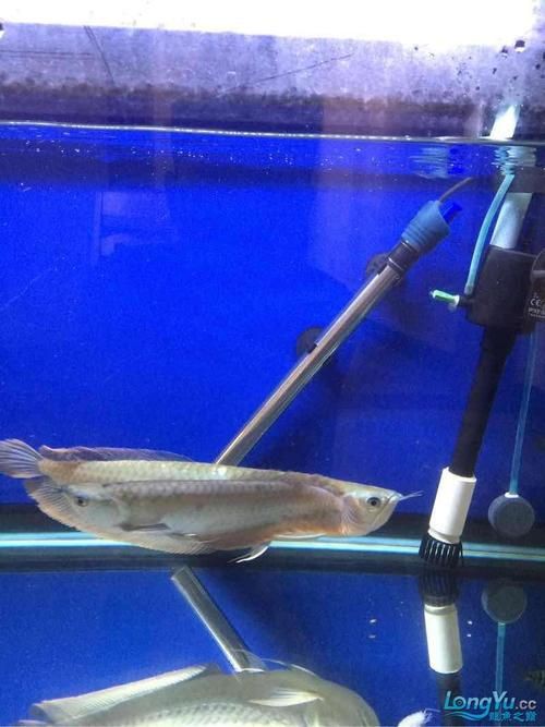 提供幾張龍魚(yú)鱗片發(fā)黑的圖片：——鱗片發(fā)黑問(wèn)題