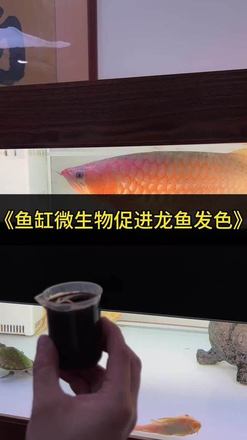 提供幾張龍魚(yú)鱗片發(fā)黑的圖片：——鱗片發(fā)黑問(wèn)題