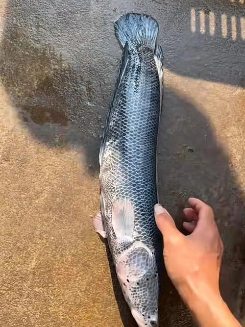 提供幾張龍魚(yú)鱗片發(fā)黑的圖片：——鱗片發(fā)黑問(wèn)題