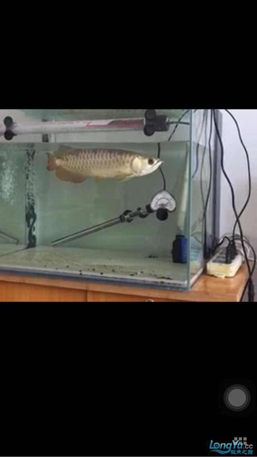 提供幾張龍魚(yú)鱗片發(fā)黑的圖片：——鱗片發(fā)黑問(wèn)題