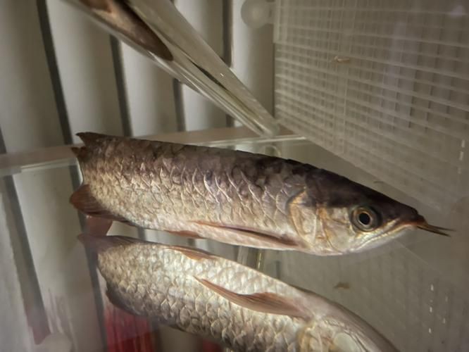 提供幾張龍魚(yú)鱗片發(fā)黑的圖片：——鱗片發(fā)黑問(wèn)題