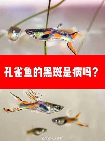 母孔雀魚身體突然變黑:【孔雀魚身上的黑斑是病了嗎】 龍魚百科 第7張 母孔雀魚身體突然變黑:【孔雀魚身上的黑斑是病了嗎】 母孔雀魚身體突然變黑:【孔雀魚身上的黑斑是病了嗎】 龍魚百科 第7張