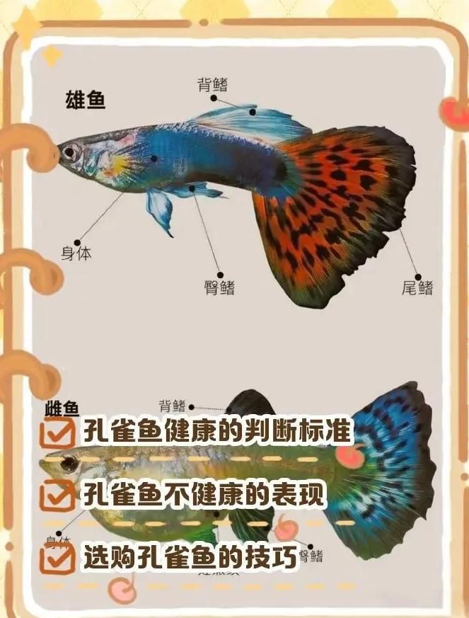 母孔雀魚身體突然變黑:【孔雀魚身上的黑斑是病了嗎】 龍魚百科 第8張 母孔雀魚身體突然變黑:【孔雀魚身上的黑斑是病了嗎】 母孔雀魚身體突然變黑:【孔雀魚身上的黑斑是病了嗎】 龍魚百科 第8張