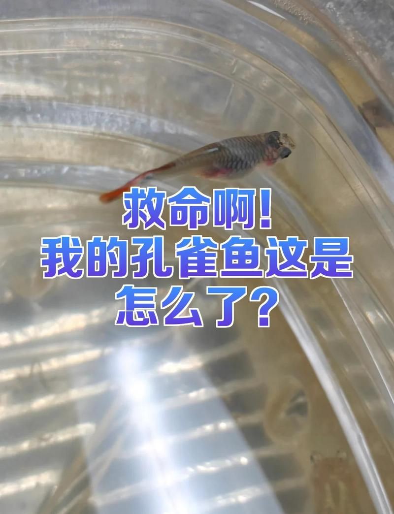 母孔雀魚身體突然變黑:【孔雀魚身上的黑斑是病了嗎】 龍魚百科 第2張 母孔雀魚身體突然變黑:【孔雀魚身上的黑斑是病了嗎】 母孔雀魚身體突然變黑:【孔雀魚身上的黑斑是病了嗎】 龍魚百科 第2張