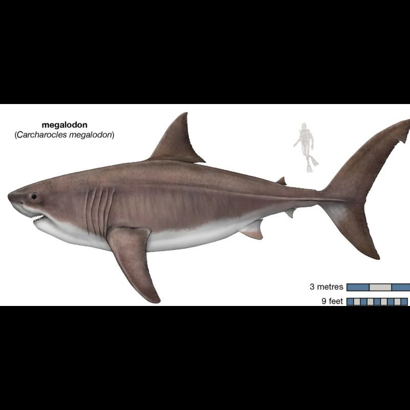 巨齒鯊百度百科：巨齒鯊與現代鯊魚有何區別