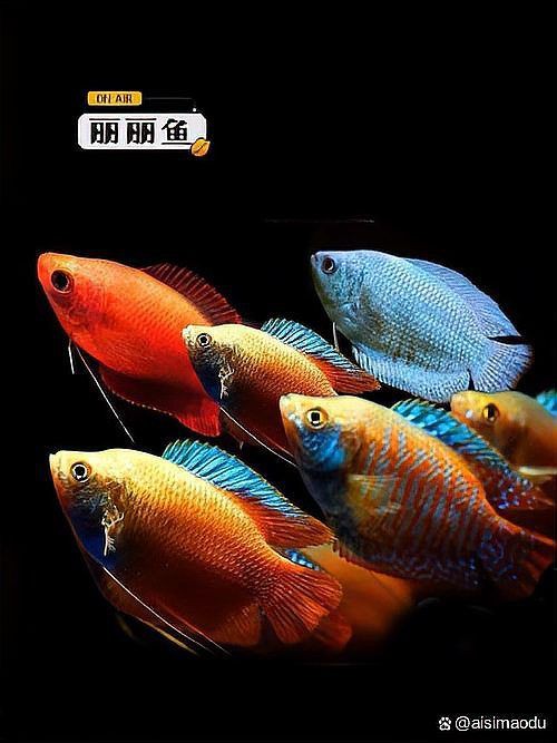 麗麗魚為什么不建議養(yǎng):麗麗魚為什么不建議養(yǎng)老王聊寵物麗麗魚為什么不建議養(yǎng)老王聊寵物 龍魚百科 第7張 麗麗魚為什么不建議養(yǎng):麗麗魚為什么不建議養(yǎng)老王聊寵物麗麗魚為什么不建議養(yǎng)老王聊寵物 麗麗魚為什么不建議養(yǎng):麗麗魚為什么不建議養(yǎng)老王聊寵物麗麗魚為什么不建議養(yǎng)老王聊寵物 龍魚百科 第7張