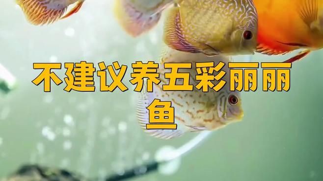 麗麗魚為什么不建議養(yǎng):麗麗魚為什么不建議養(yǎng)老王聊寵物麗麗魚為什么不建議養(yǎng)老王聊寵物 龍魚百科 第2張 麗麗魚為什么不建議養(yǎng):麗麗魚為什么不建議養(yǎng)老王聊寵物麗麗魚為什么不建議養(yǎng)老王聊寵物 麗麗魚為什么不建議養(yǎng):麗麗魚為什么不建議養(yǎng)老王聊寵物麗麗魚為什么不建議養(yǎng)老王聊寵物 龍魚百科 第2張