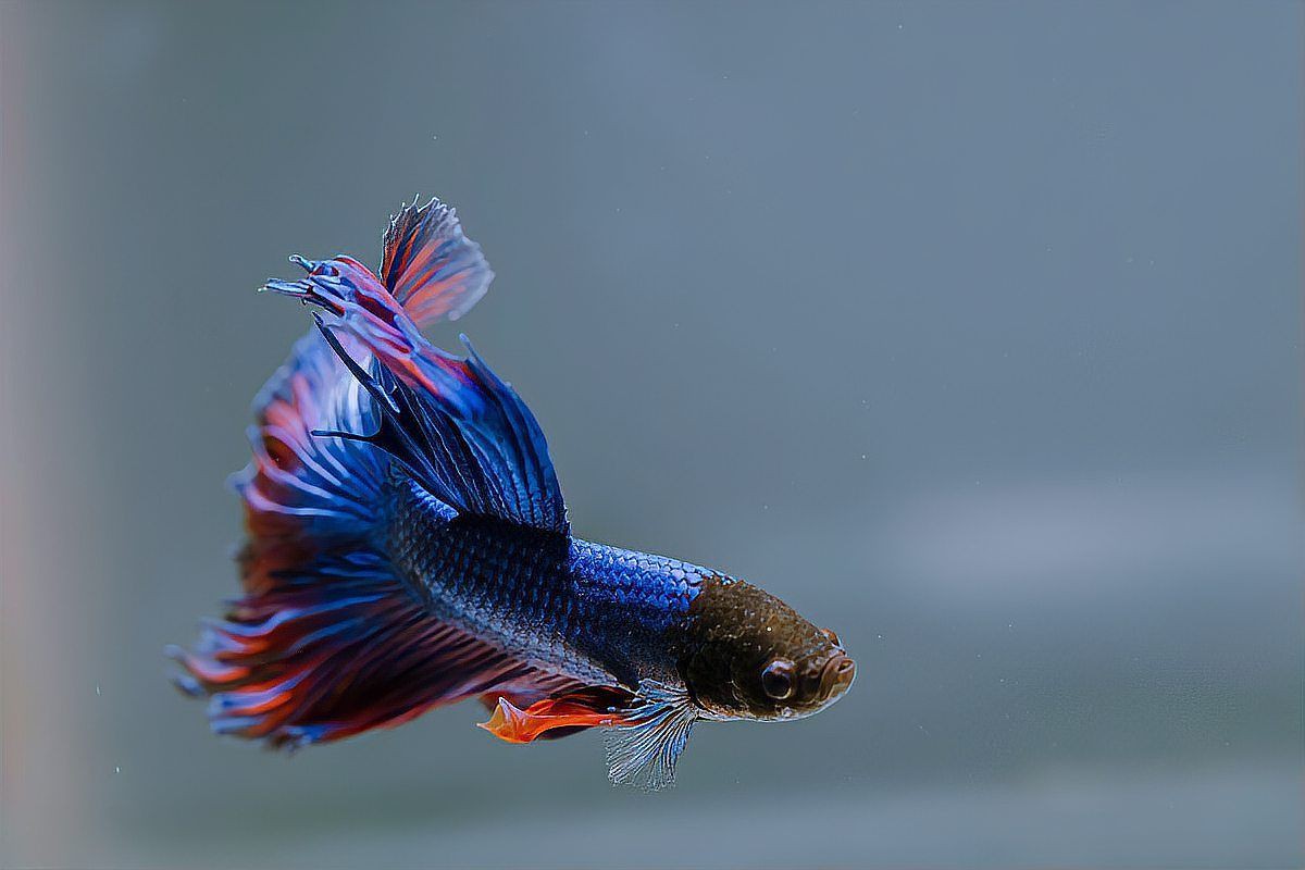 麗麗魚為什么不建議養(yǎng):麗麗魚為什么不建議養(yǎng)老王聊寵物麗麗魚為什么不建議養(yǎng)老王聊寵物 龍魚百科 第5張 麗麗魚為什么不建議養(yǎng):麗麗魚為什么不建議養(yǎng)老王聊寵物麗麗魚為什么不建議養(yǎng)老王聊寵物 麗麗魚為什么不建議養(yǎng):麗麗魚為什么不建議養(yǎng)老王聊寵物麗麗魚為什么不建議養(yǎng)老王聊寵物 龍魚百科 第5張