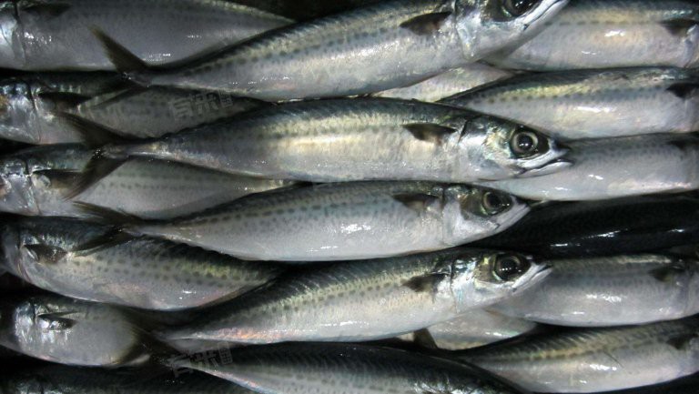 三種人不宜吃青花魚：青花魚雖富含優質蛋白、omega-3類人群不能吃青花魚 三種人不宜吃青花魚：青花魚雖富含優質蛋白、omega-3類人群不能吃青花魚 龍魚論壇 第3張