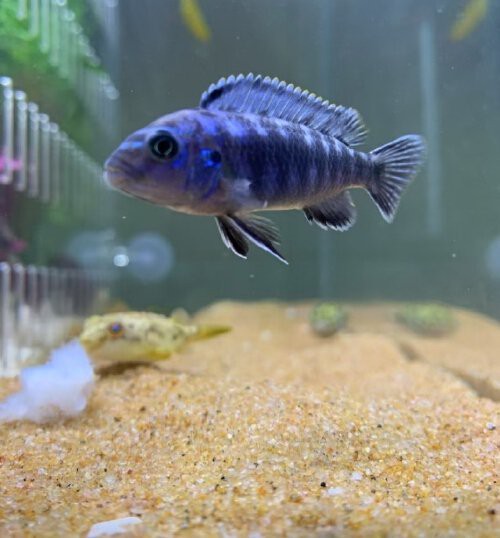 三湖慈鯛魚能長多大：三湖慈鯛的養殖技術