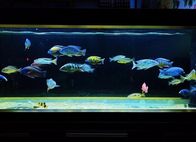 三湖慈鯛魚能長多大：三湖慈鯛的養殖技術
