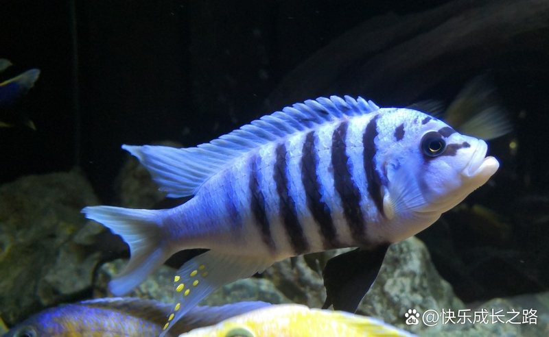 三湖慈鯛魚能長多大：三湖慈鯛的養殖技術