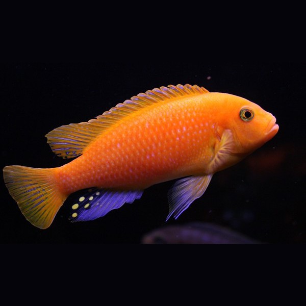 三湖慈鯛魚能長多大：三湖慈鯛的養殖技術