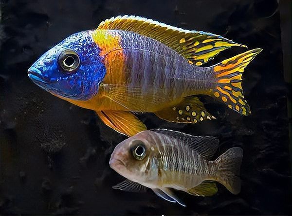 三湖慈鯛魚能長多大：三湖慈鯛的養殖技術