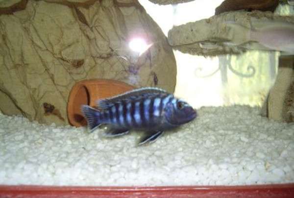 三湖慈鯛魚能長多大：三湖慈鯛的養殖技術