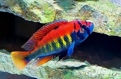 三湖慈鯛魚能長多大：三湖慈鯛的養殖技術