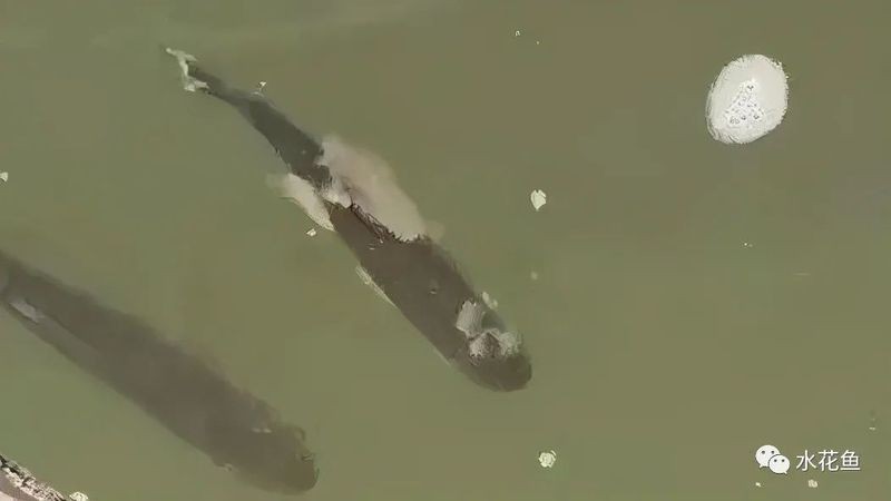 有沒有龍魚水霉病的圖片示例？：關(guān)于龍魚水霉病圖片示例