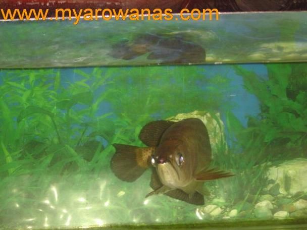有沒有龍魚水霉病的圖片示例？：關(guān)于龍魚水霉病圖片示例