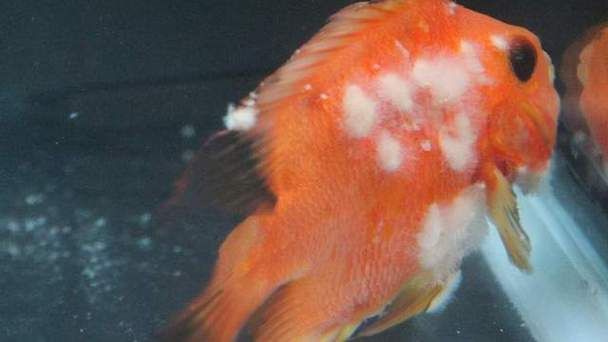 有沒有龍魚水霉病的圖片示例？：關(guān)于龍魚水霉病圖片示例