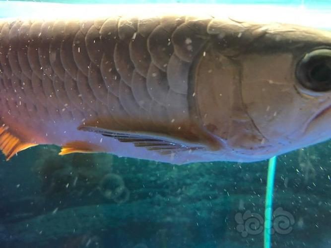 有沒有龍魚水霉病的圖片示例？：關(guān)于龍魚水霉病圖片示例