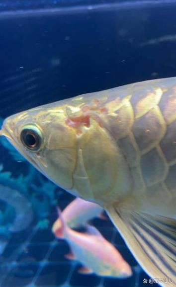 有沒有龍魚水霉病的圖片示例？：關(guān)于龍魚水霉病圖片示例