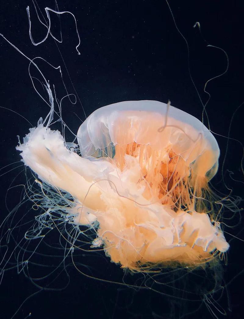 雙流水族店：*《雙流水族店》*，雙流水族店