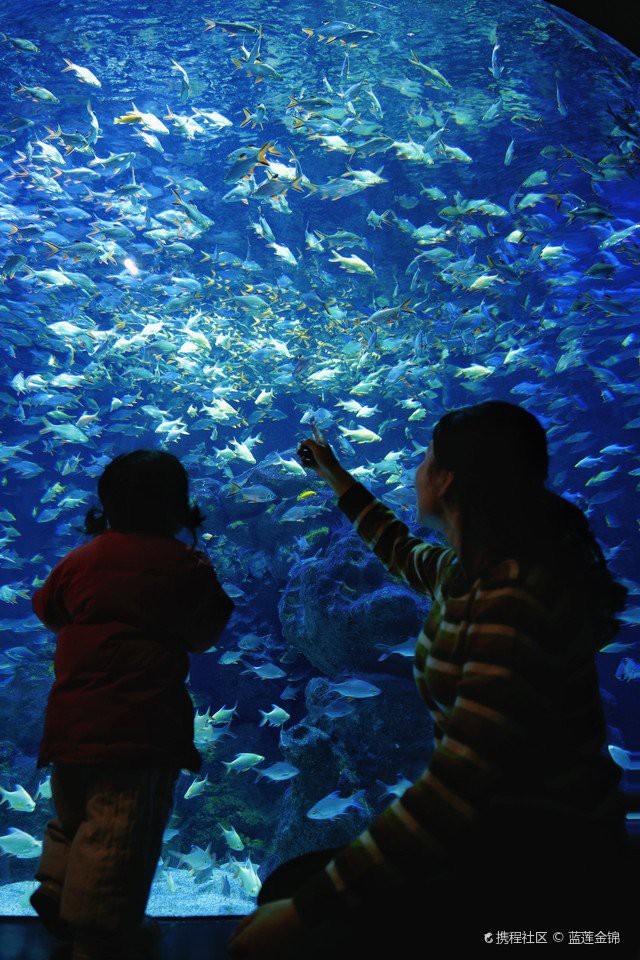 雙流水族店：*《雙流水族店》*，雙流水族店