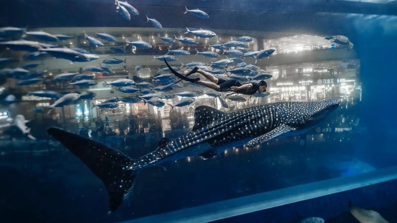 雙流水族店：*《雙流水族店》*，雙流水族店