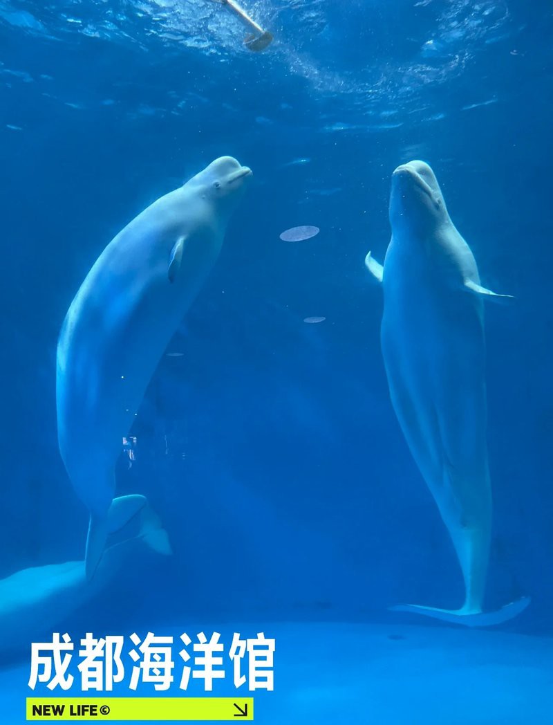 雙流水族店：*《雙流水族店》*，雙流水族店