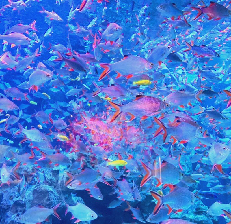 雙流水族店：*《雙流水族店》*，雙流水族店