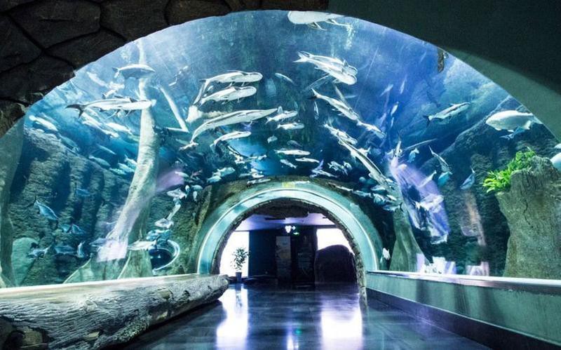 雙流水族店：*《雙流水族店》*，雙流水族店