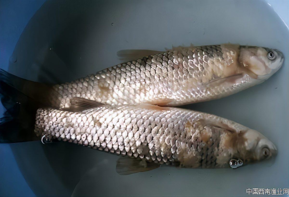 如何預(yù)防銀龍魚水霉病？：如何預(yù)防銀龍魚水霉病