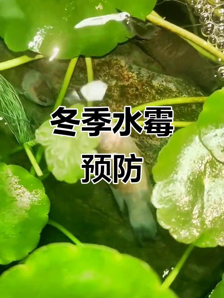 如何預(yù)防銀龍魚水霉病？：如何預(yù)防銀龍魚水霉病