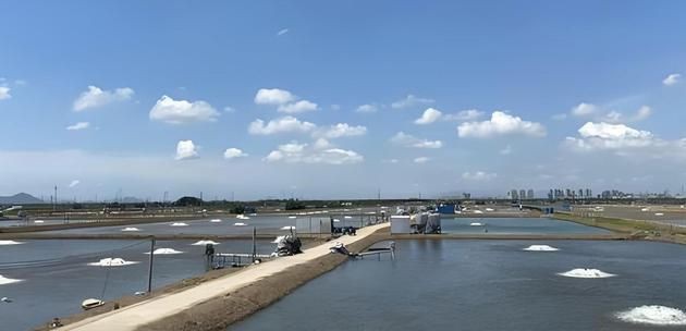 石嘴山魚缸批發市場：石嘴山魚缸批發市場發展趨勢