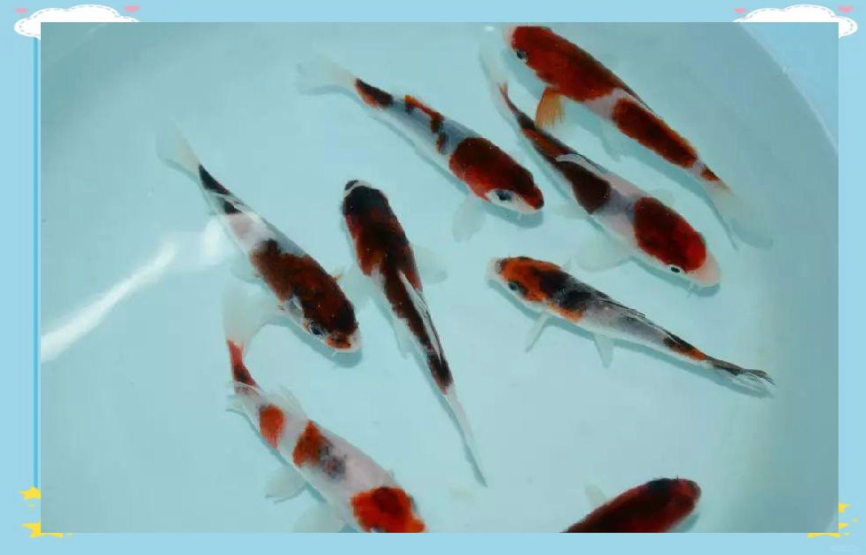 丹頂紅白錦鯉的介紹：丹頂紅白錦鯉 丹頂紅白錦鯉的介紹：丹頂紅白錦鯉 龍魚論壇 第7張