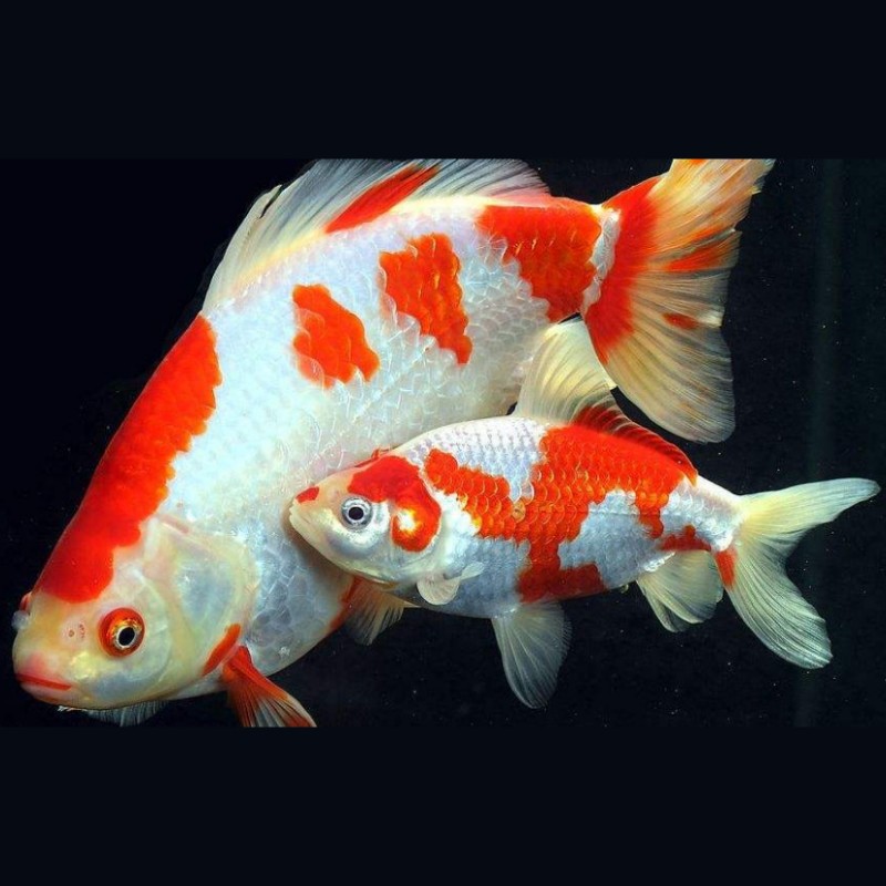 丹頂紅白錦鯉的介紹：丹頂紅白錦鯉 丹頂紅白錦鯉的介紹：丹頂紅白錦鯉 龍魚論壇 第6張
