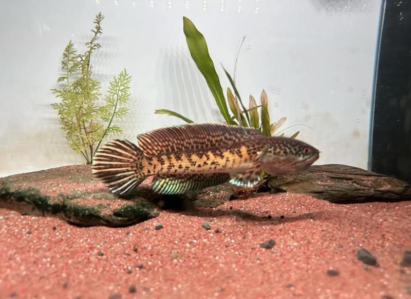 夢幻雷龍魚最簡單三個步驟：夢幻雷龍魚新手養護指南:新手養雷龍魚的三大誤區