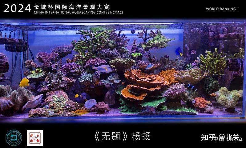 北關水族店：北關水族店哪家口碑最好 北關水族店：北關水族店哪家口碑最好 全國水族館企業名錄 第6張