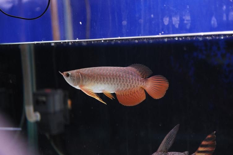 紅尾金龍魚圖片：**《紅尾金龍魚圖片》