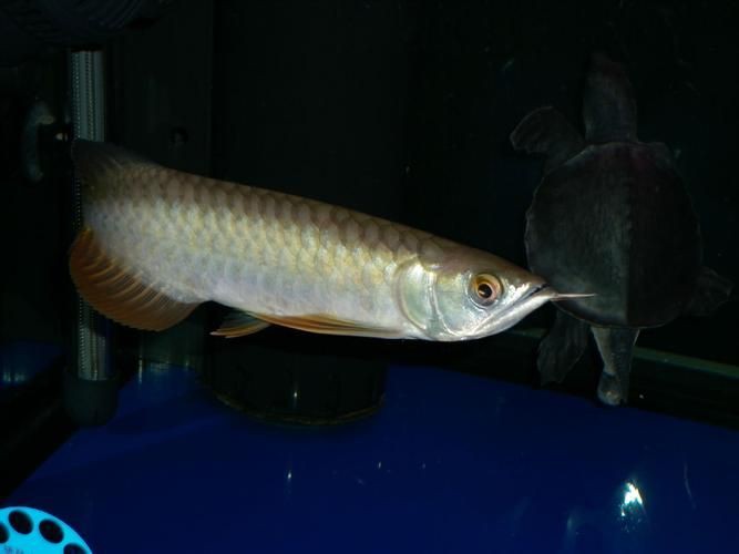 紅尾金龍魚圖片：**《紅尾金龍魚圖片》