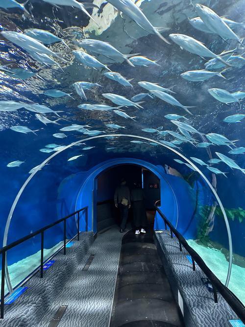 麗水水族店：**《麗水水族店：都市中的水下秘境》