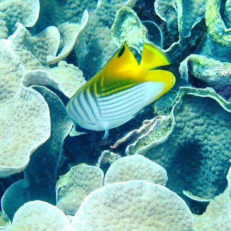 麗水水族店：**《麗水水族店：都市中的水下秘境》