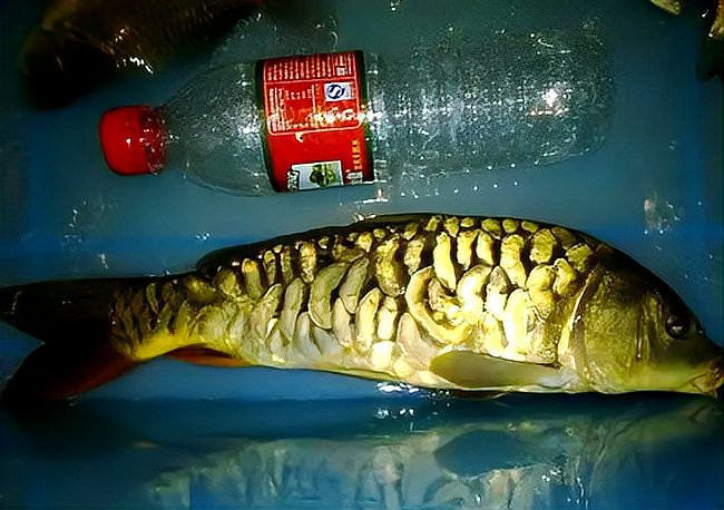 東北三道鱗鯉魚 黑龍江省：黑龍江三道鱗魚