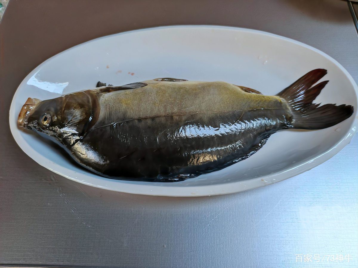 東北三道鱗鯉魚 黑龍江?。汉邶埥厉[魚