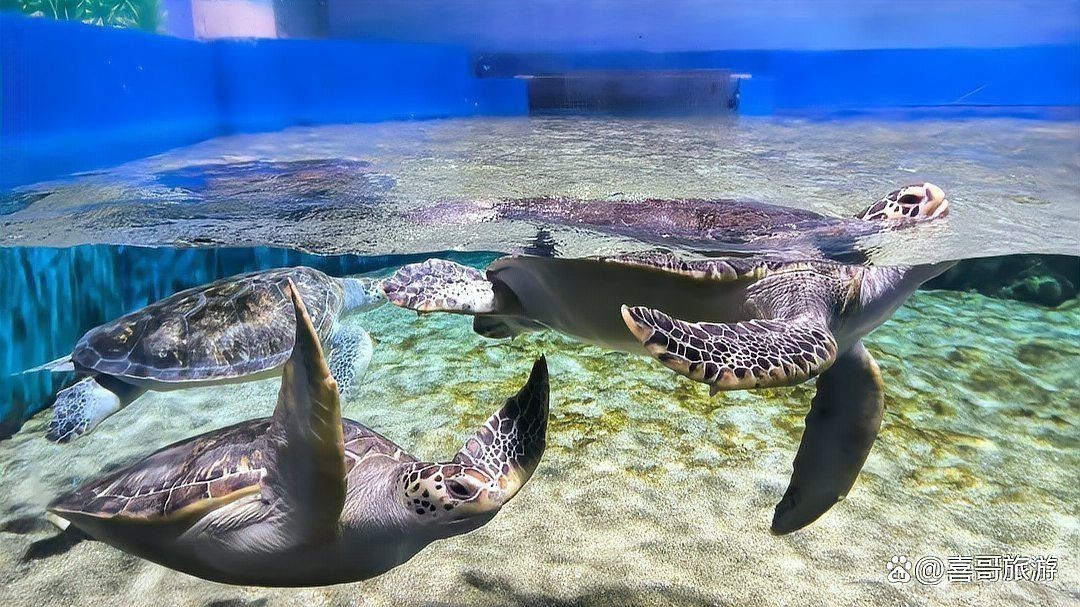 濱州水族館：濱州旅游攻略，濱州海底世界