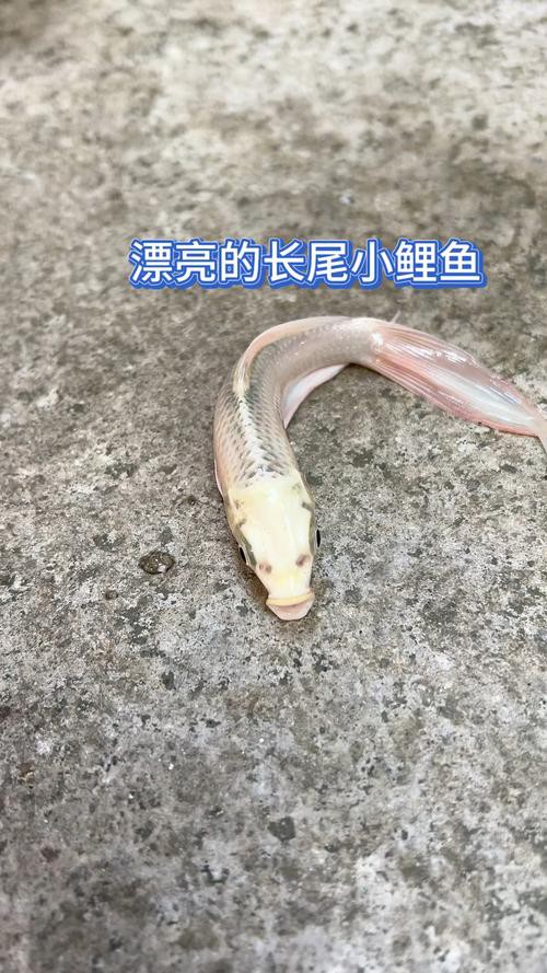 6cm小魚長到20厘米圖片：2019年批次七彩神仙魚成長記錄:七彩神仙魚成長記錄