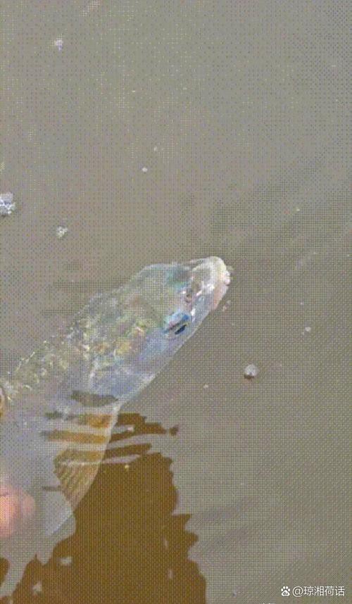 6cm小魚長到20厘米圖片：2019年批次七彩神仙魚成長記錄:七彩神仙魚成長記錄
