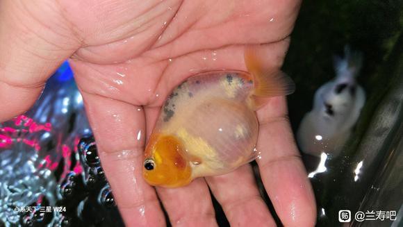 6cm小魚長到20厘米圖片：2019年批次七彩神仙魚成長記錄:七彩神仙魚成長記錄