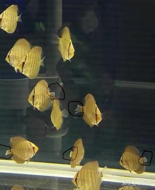 6cm小魚長到20厘米圖片：2019年批次七彩神仙魚成長記錄:七彩神仙魚成長記錄