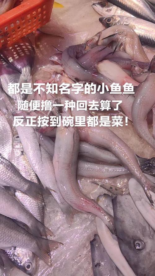 6cm小魚長到20厘米圖片：2019年批次七彩神仙魚成長記錄:七彩神仙魚成長記錄
